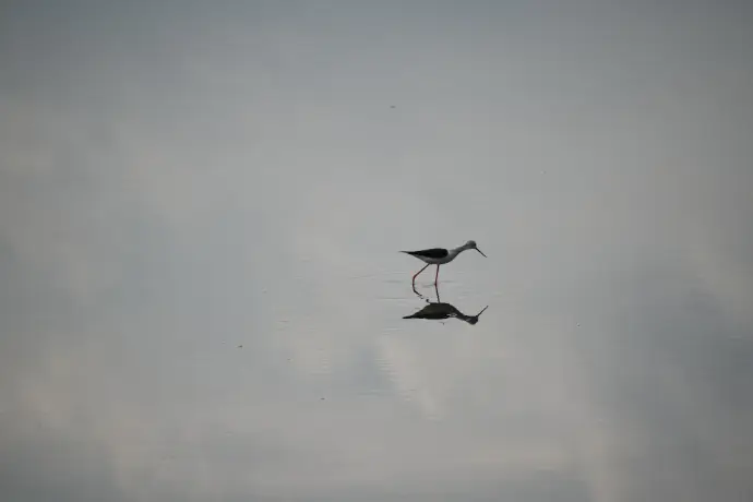 black bird flying under white clouds during daytime